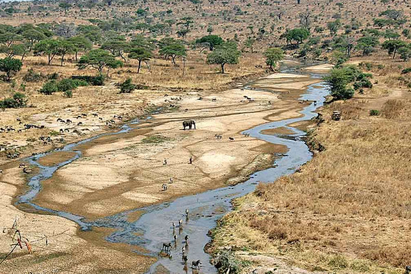 Shrinking forests